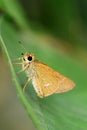 Skipper butterfly. Royalty Free Stock Photo