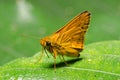 Skipper butterfly Royalty Free Stock Photo