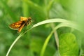 Skipper butterfly