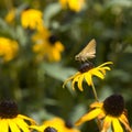 Skipper Butterfly on Blackeyed Susan Royalty Free Stock Photo