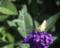 Skipper butterfly with brown wings feeding on a flower