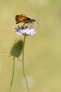 Skipper butterfly feeding on flower Royalty Free Stock Photo