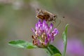 Skipper butterfly feeding on a red clover flower Royalty Free Stock Photo