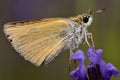 Skipper butterfly on flower Royalty Free Stock Photo