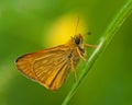 Skipper butterfly Ochlodes sylvanus