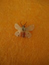 Isabella tiger moth with orange body and light colored wings with black spots on them