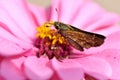 Skipper Butterfly On Pink Zinnia Flower Royalty Free Stock Photo