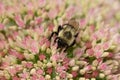 bumblebee  pollinating a flower sedum in a garden in summer Royalty Free Stock Photo