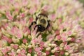 bumblebee  pollinating a flower sedum in a garden in summer Royalty Free Stock Photo