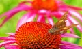 Skipper butterfly on purple coneflower in Summer backyard garden Royalty Free Stock Photo