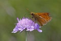 Skipper butterfly on Scabious bloom