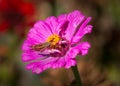 A skipper butterfly is sitting on a pink zinnia. Royalty Free Stock Photo