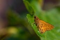 A skipper butterfly sticking out her proboscis while standing on