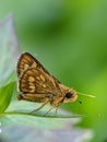 Skipper butterfly sunbathing Royalty Free Stock Photo