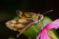 Skipper butterfly on a vinca flower Royalty Free Stock Photo