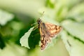 Skipper diurnal butterfly from Hesperiidae family close up macro