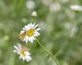 Skipper Hesperiidae on a daisy