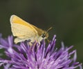 Skipper (Hesperiidae) feeding on thistle Royalty Free Stock Photo