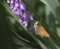 Skipper Hesperiidae on purple lupine blossom Royalty Free Stock Photo