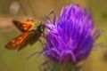Skipper - Hesperiidae - Thistle Royalty Free Stock Photo