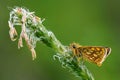 Beautiful butterfly on a blade of grass with dew drops Royalty Free Stock Photo