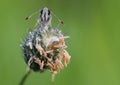 Skippers are a family, the Hesperiidae, of the Lepidoptera, moths and butterflies