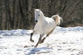 Skipping white horse Royalty Free Stock Photo