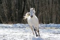 Skipping white horse Royalty Free Stock Photo