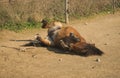 Skirian horses, Skiros, northern Sporades, Greece