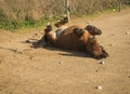 Skirian horses, Skiros, northern Sporades, Greece