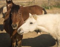 Skirian horses, Skiros, northern Sporades, Greece