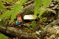 Close up of Gnome in ferns and weeds collecting mushrooms.