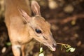 Skittish miniature antelopes at the Zanzibar Zoo, Africa