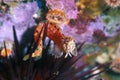 Mosshead warbonnet fish in California