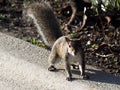 Skittish Squirrel