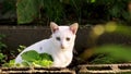 A skittish white cat in the morning light