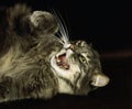 Skogkatt Domestic Cat Snarling Royalty Free Stock Photo