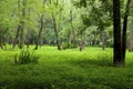 Skokie Lagoons Floodplain Forest 701762