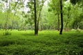 Skokie Lagoons Floodplain Forest 701761