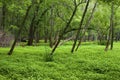 Skokie Lagoons Floodplain Forest 701763