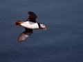 Skomer Island