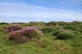 Skomer Island