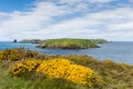 Skomer Island Royalty Free Stock Photo