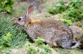 Skomer rabbit