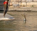 Swimmer Statue Diving