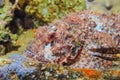 Skorpena on the deck of a sunken ship. Survey on the shipwreck SS Thistlegorm. Fish of the red sea.