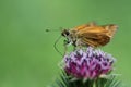 Skpper Butterfly on a Thistle flower Royalty Free Stock Photo