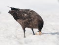 Adult Antarctic Skua eating Gentoo Penguin egg, Antarctic Peninsula Royalty Free Stock Photo