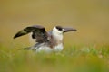 Skua in the grass with open wing, landing. Marine bird Arctic Skua, Stercorarius parasiticus, sitting in the grass. Bird in the Royalty Free Stock Photo