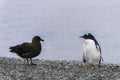 Skua, meet Gentoo Penguin, Antarctica Royalty Free Stock Photo